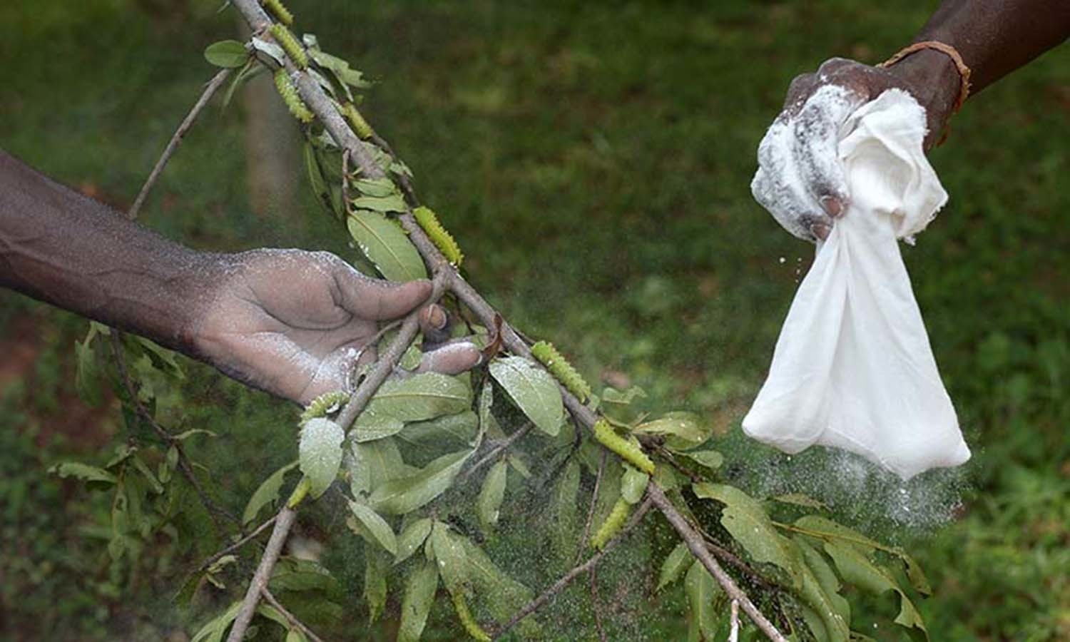 India's tribal communities spin their way out of poverty World