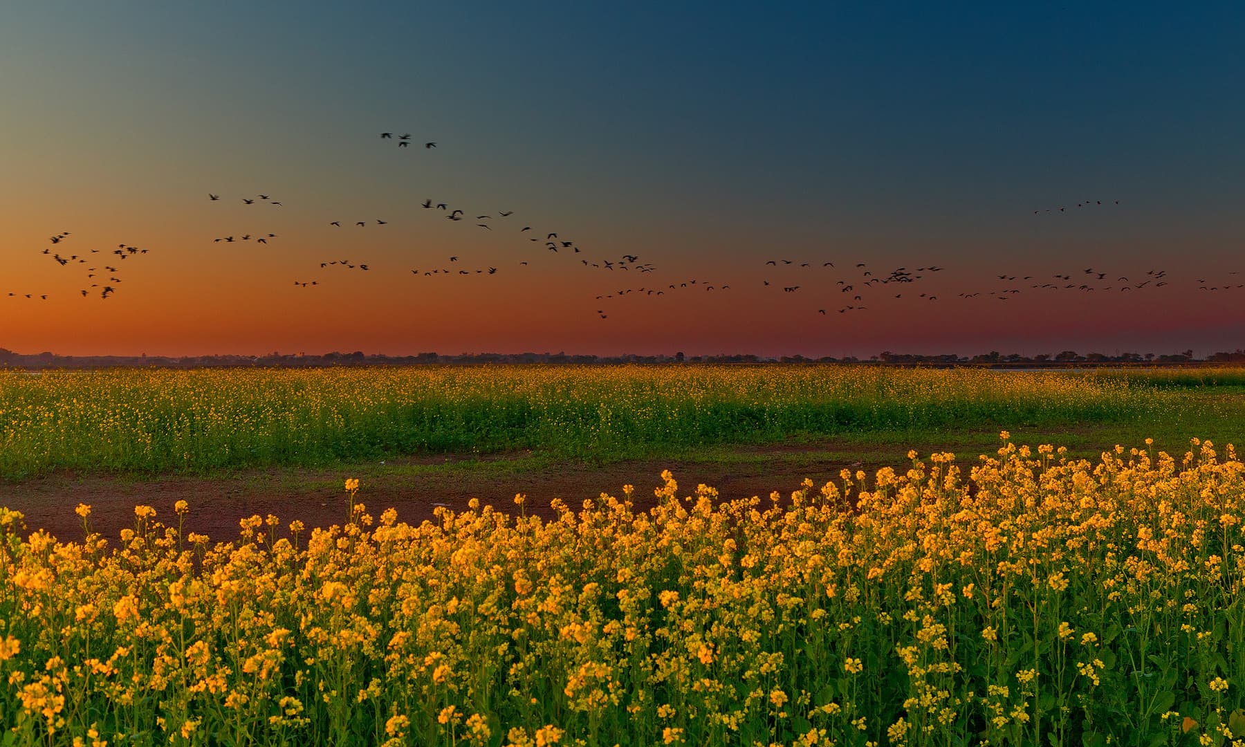 — فوٹو سید مہدی بخاری۔