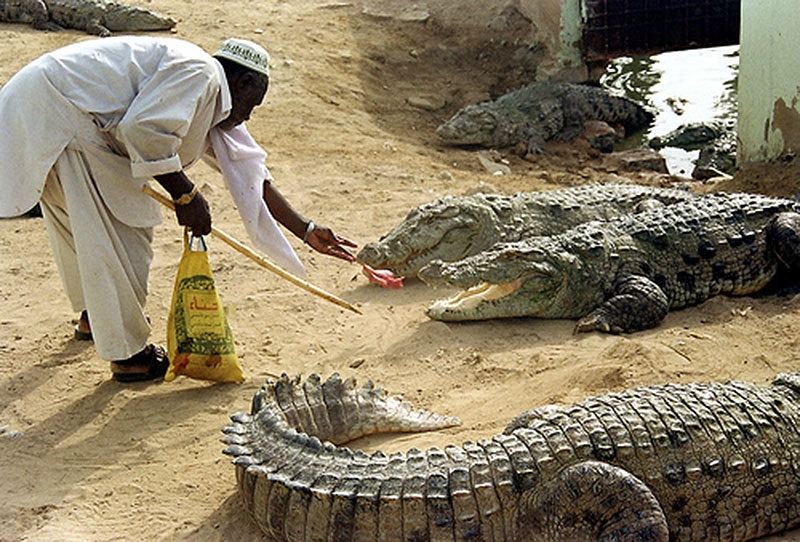 From legend to science The tame crocodiles of Karachi's Manghopir shrine