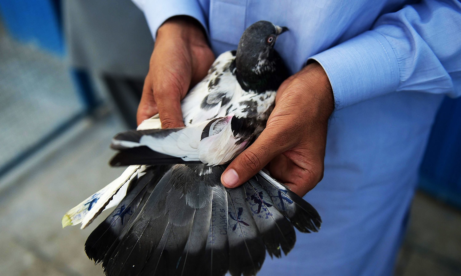 Where dreams take flight Pakistan's pigeon racers Pakistan