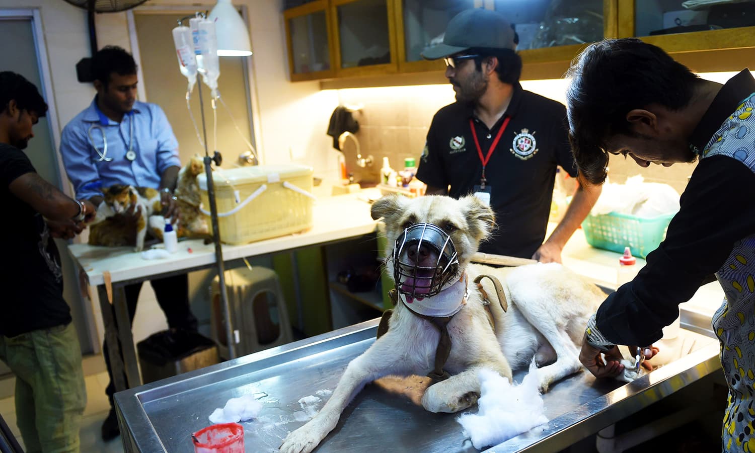 Defending the underdogs Karachi vets criticise mass culling Pakistan