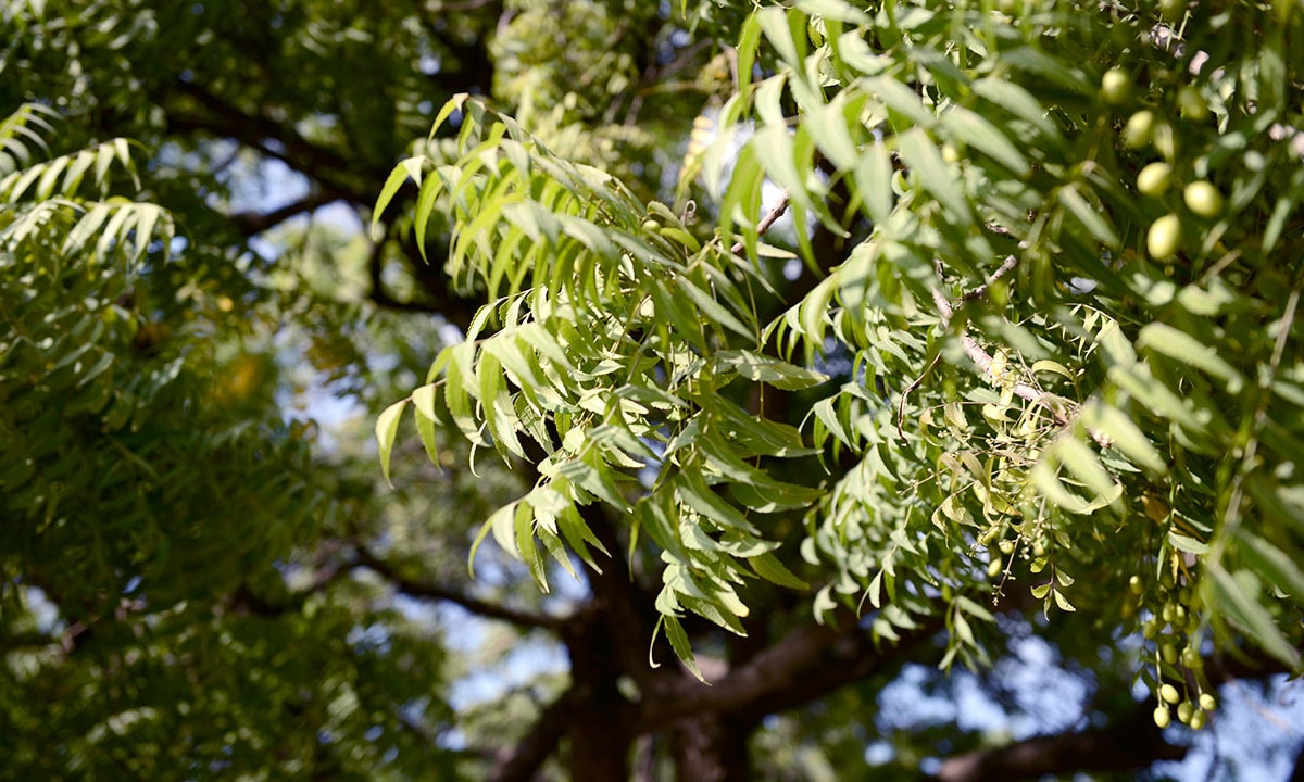 Karachi's greenery faces new challenges Iris Herald