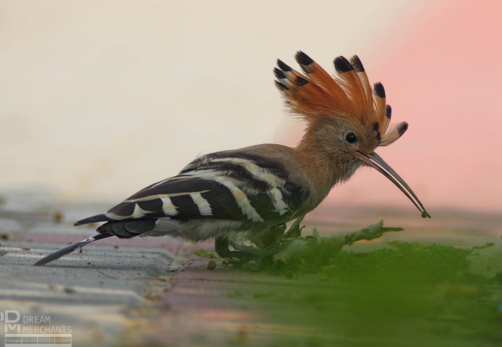 Meet the Pakistani banker who turned to photography to save wildlife
