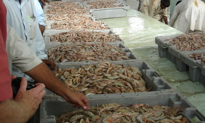 Fish exports up by 21pc Newspaper