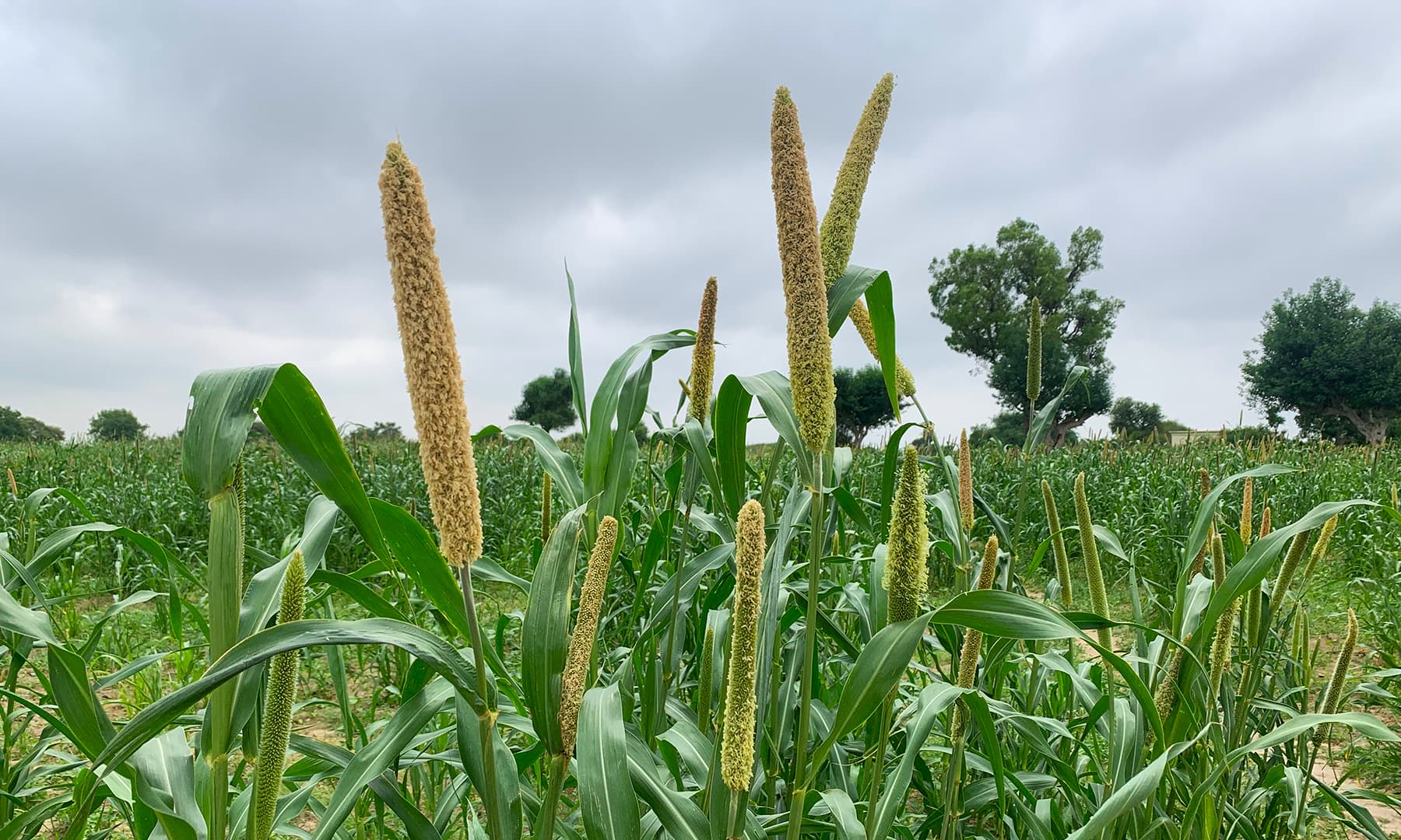 In pictures Thar residents rejoice after rains turn desert green