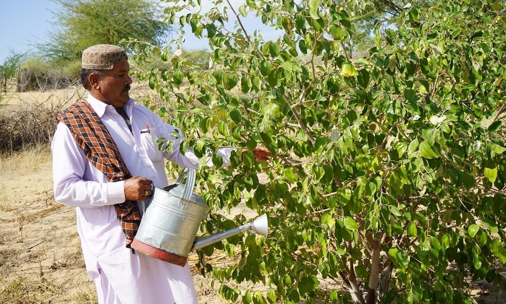 Berries from the deserts of Pakistan Pakistan