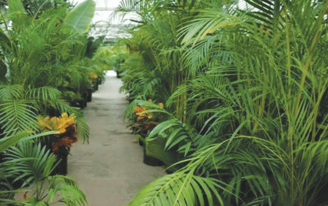 GARDENING CAN I GROW PALM TREES ON MY ROOFTOP IN MULTAN? Newspaper