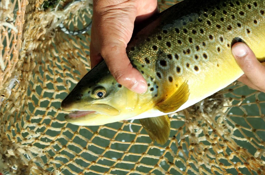 Trout farms at risk of financial ruin after pandemic Pakistan