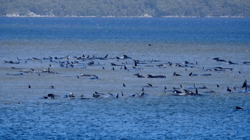 Dauphin Island Events June 2023 Around 270 whales stranded on sandbar off Australia's Tasmania World