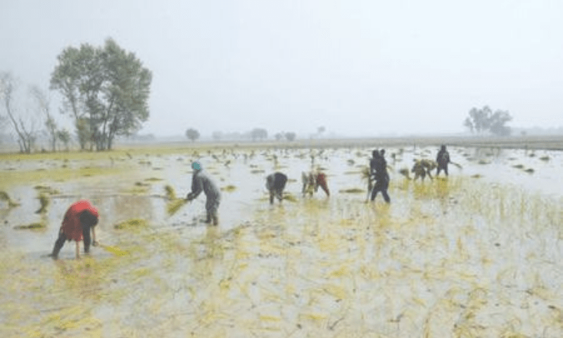 Current Events In Agriculture 2023 Fears grow as rice sowing surpasses target Business