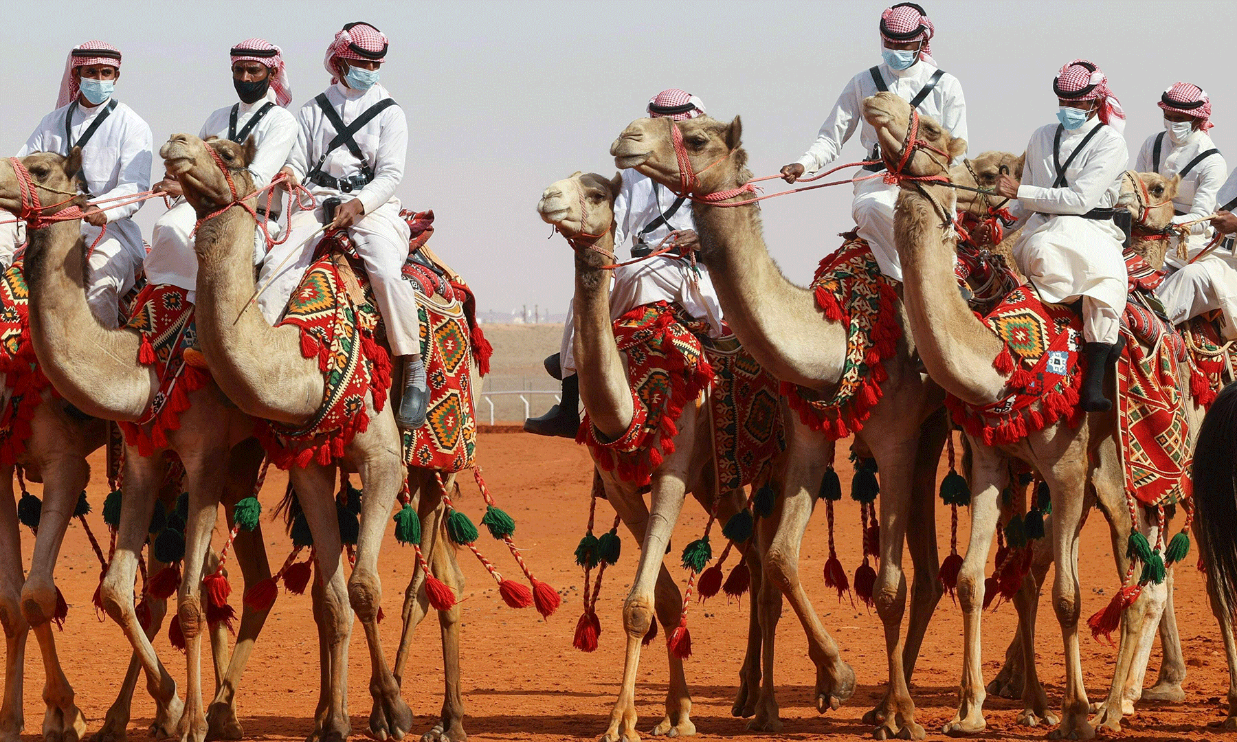 Women's camel beauty contest makes debut in Saudi Arabia World