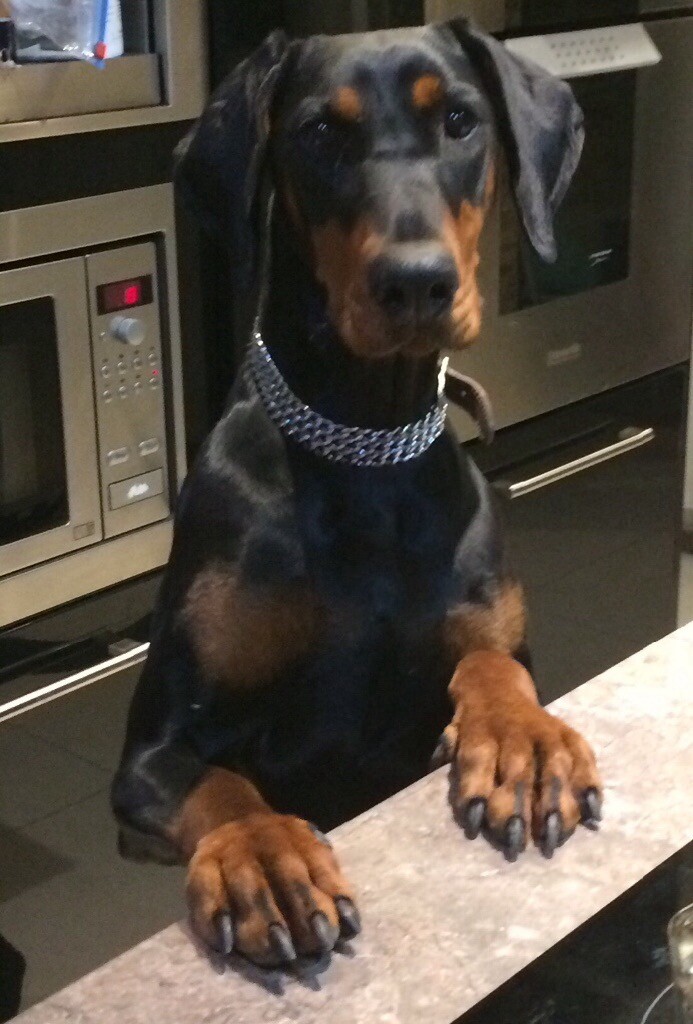 Doberman puppy KC in Blantyre, Glasgow Gumtree