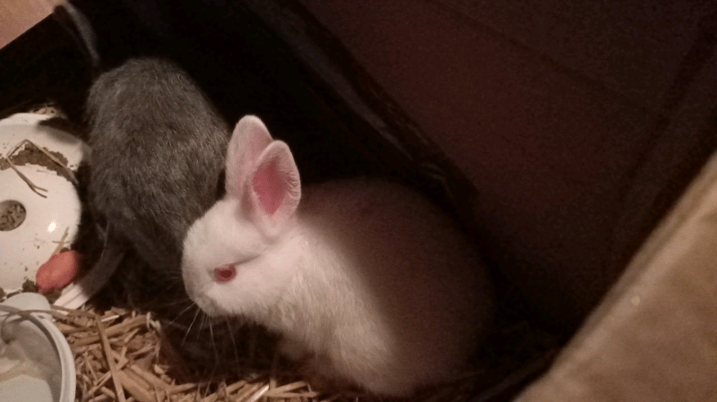 Rabbits for sale in Bolton, Manchester Gumtree