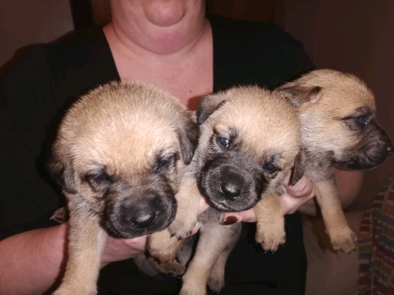 Cross breed Puppies for sale in Hucknall