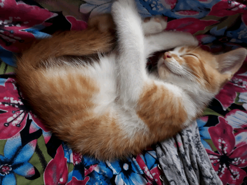 Kittens are like little children. Adorable Ginger Kitten (Male) - very cute & playful! | in ...