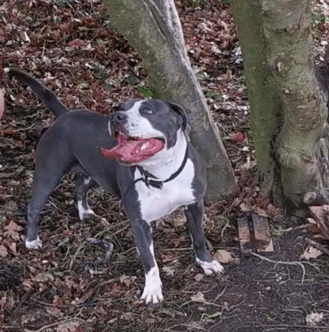 Staffy xl in Finchampstead, Berkshire Gumtree