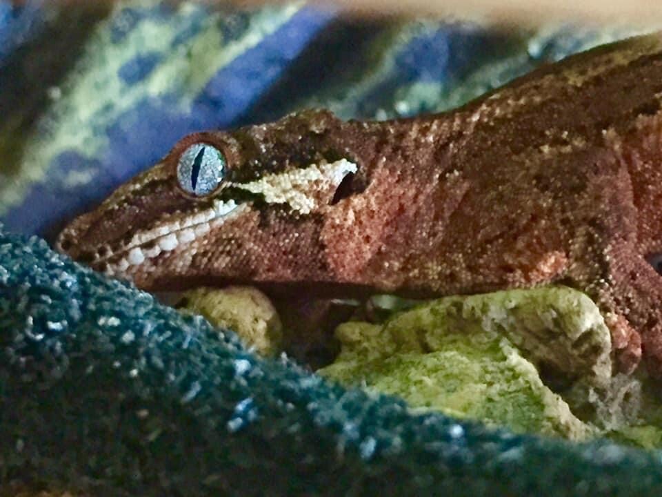 Gargoyle gecko & ExoTerra vivarium, light, heating, food