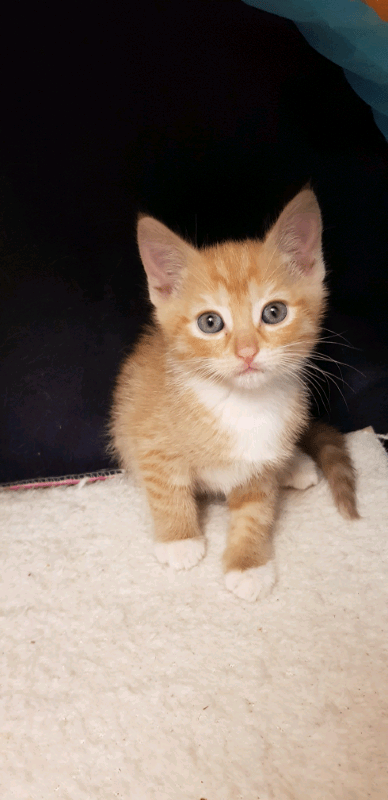 Mother and father are tabby cats kittens born on april 12th. Boy kitten Friendly very playful | in Kilburn, London ...