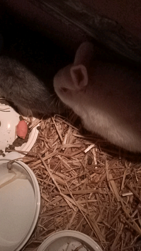 Rabbits for sale in Bolton, Manchester Gumtree