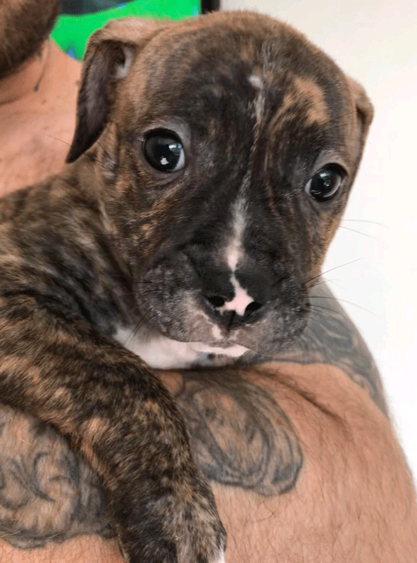 American bulldog (1/4 Staffordshire bull terrier) in