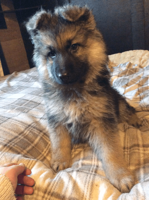 German Shepherd Puppies in Dewsbury, West Yorkshire Gumtree