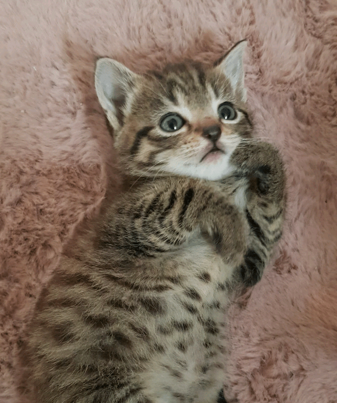 Bengal cross kittens for sale in Dover, Kent Gumtree