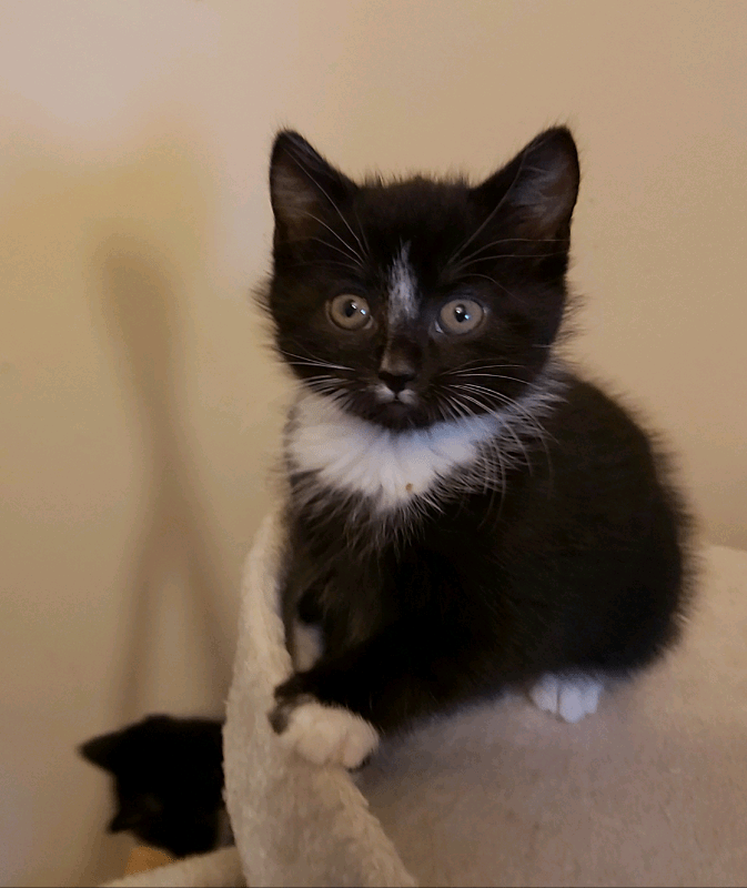 Top Quality Microchipped Kitten BSH x in Cupar, Fife Gumtree