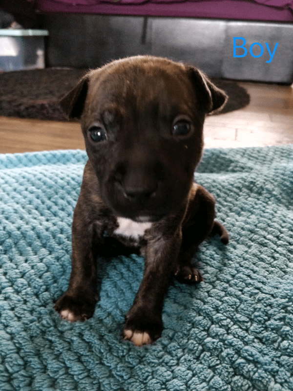 XL Bully x staffie pups in Wolverhampton, West Midlands Gumtree