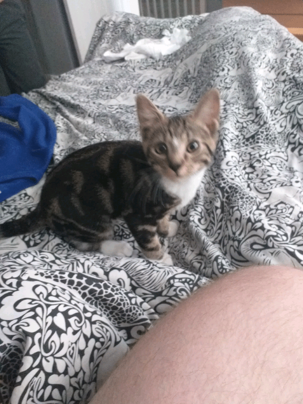 5 month tabby kitten Male. in Kirkdale, Merseyside Gumtree