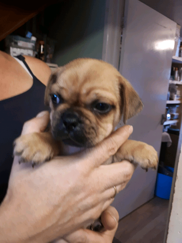 Chug puppies in Diss, Norfolk Gumtree