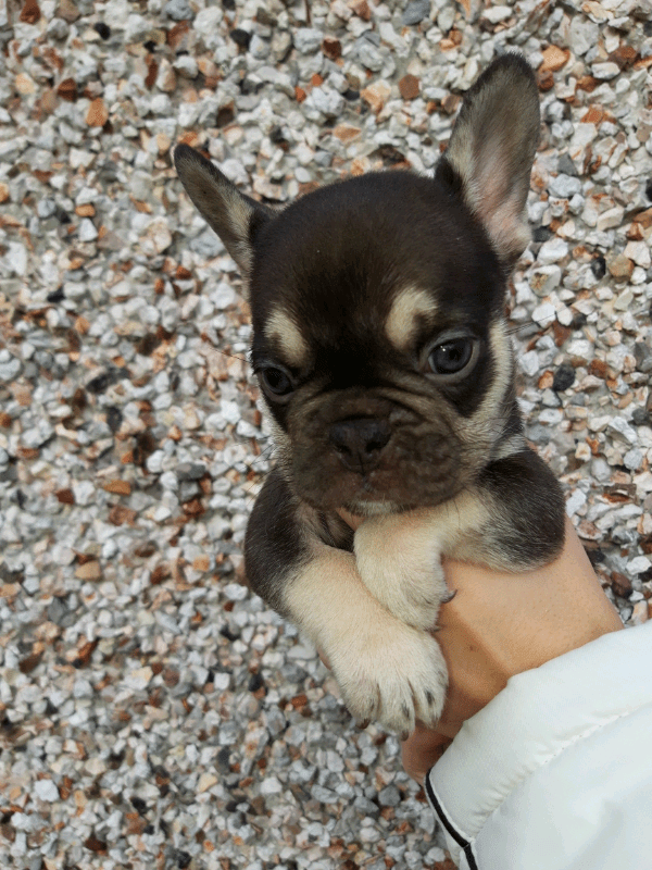 french bulldog puppies all different amazing colours. in Reddish