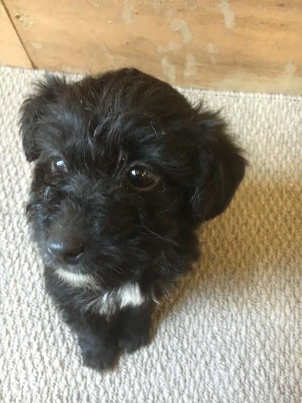 Miniature poodle X fox terrier puppy in Swindon, Wiltshire Gumtree