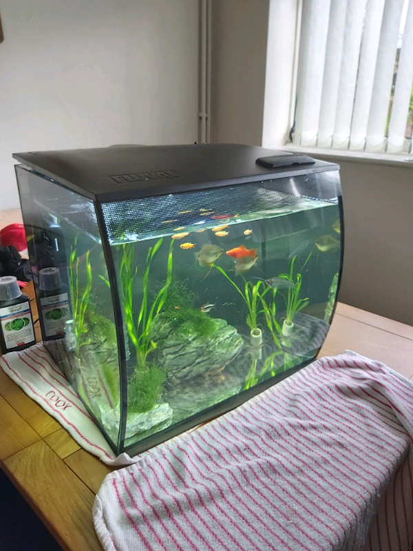 Fluval Flex 57litre in Kidsgrove, Staffordshire Gumtree