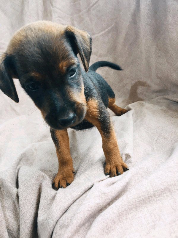 Patterdale puppies in Ashford, Kent Gumtree