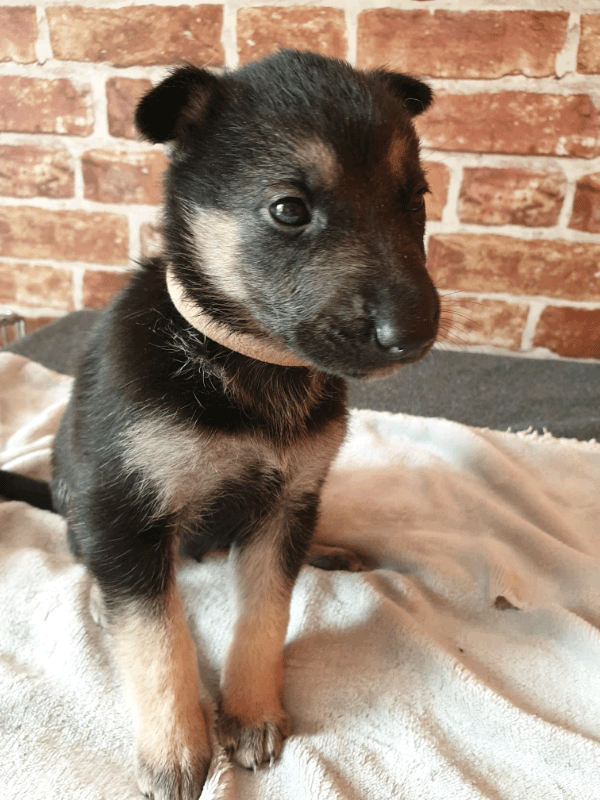 Alaskan shepherd puppies (German shepherd/Alaskan malamute) in