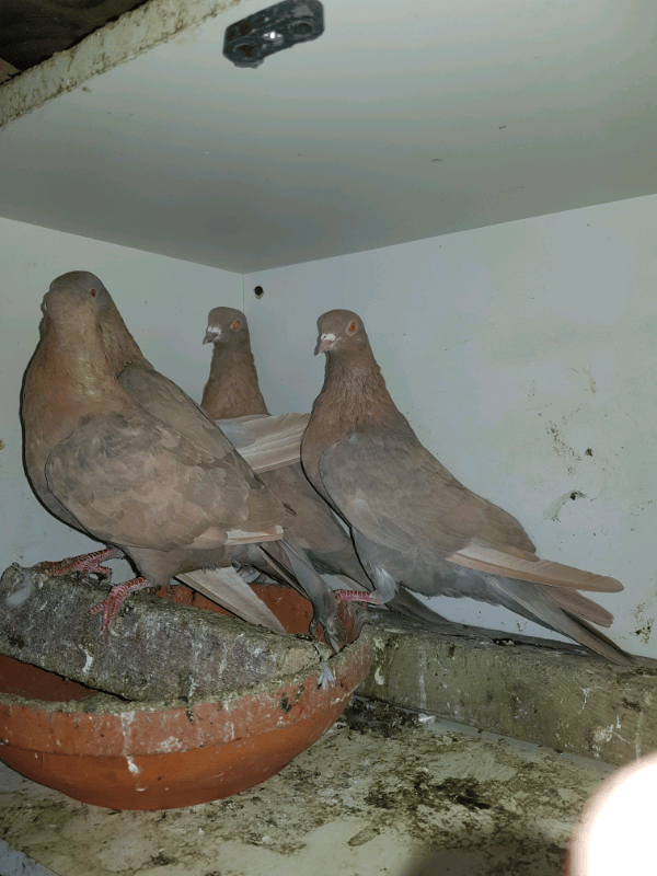 Gumtree Pets Doves London