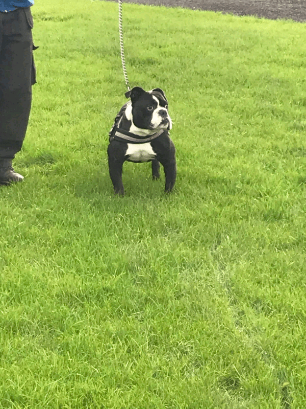 Pacific bulldog in Ballymena, County Antrim Gumtree