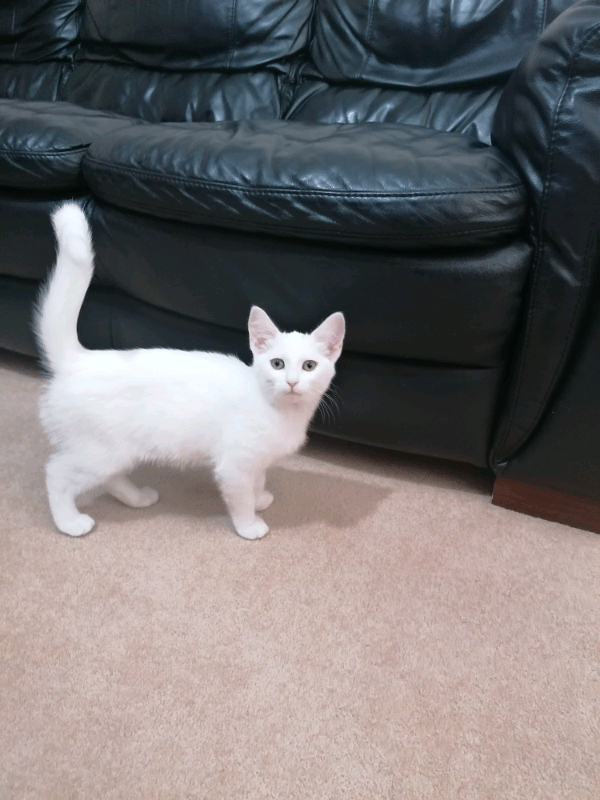 Beautiful Russian White Kitten in Halifax, West