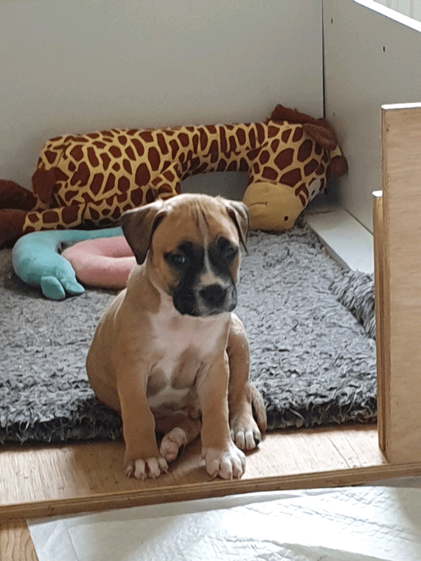 29+ American Bulldog Xl Puppies For Sale Picture Bleumoonproductions