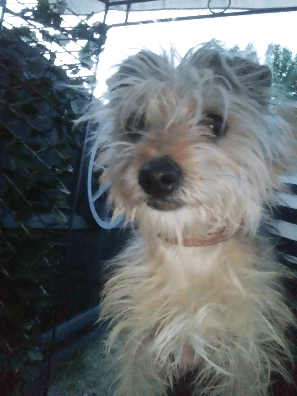 Borkie (Yorkshire terrier x bichon frise) in Gloucester