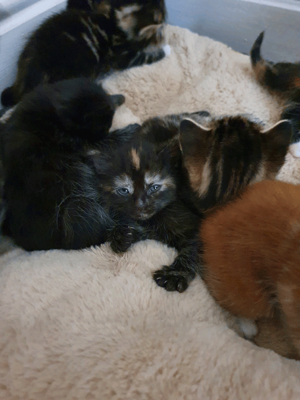 Cute and Friendly English Tabby Kittens in Netley Abbey, Hampshire Gumtree