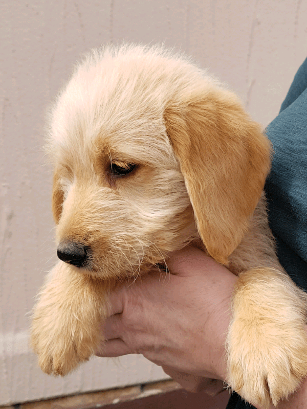 F1 Labradoodle Puppies in Kelty, Fife Gumtree