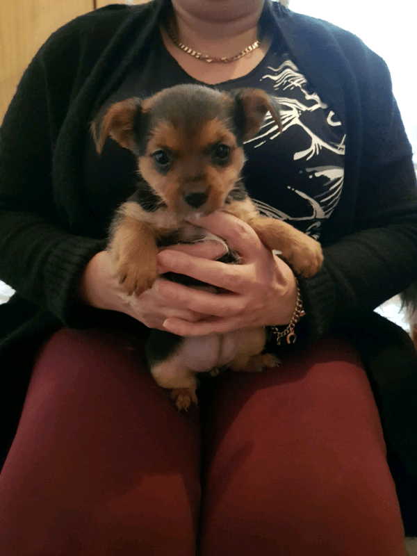 Puppies for sale in Peterborough, Cambridgeshire Gumtree