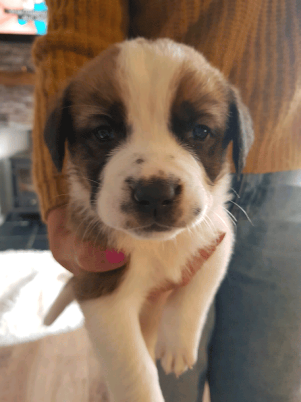 St Bernard puppies in Dundee Gumtree