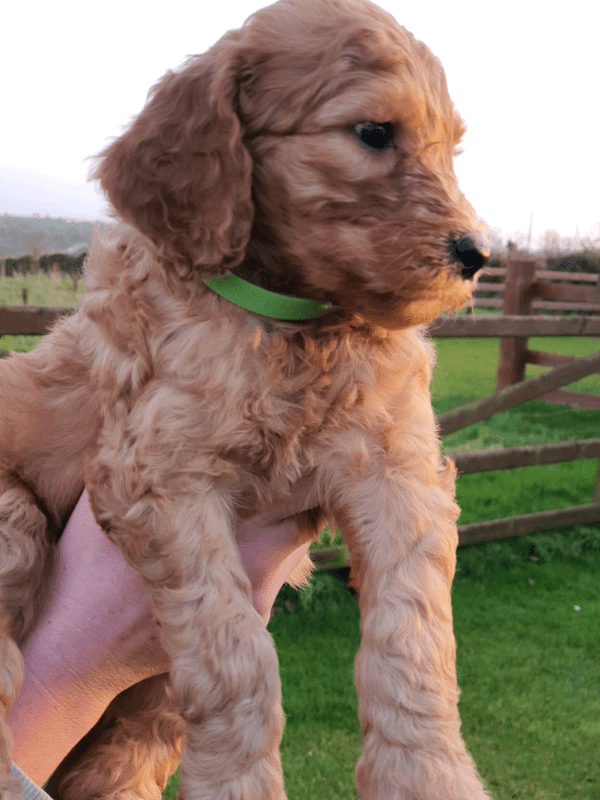 F1 Irish Doodle Litter of F1 Irish Doodle Puppies , Sold Out