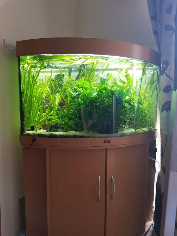 Juwel Trigon 190 tank with filter. in Southside, Glasgow