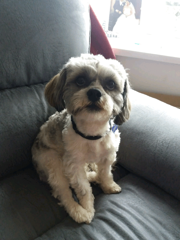 Shih tzu cross Maltese male in Kidsgrove, Staffordshire Gumtree