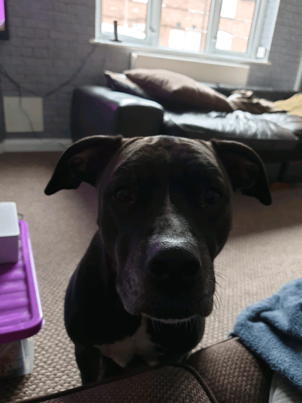Has now been rehomed Sadly need to rehome my dog in