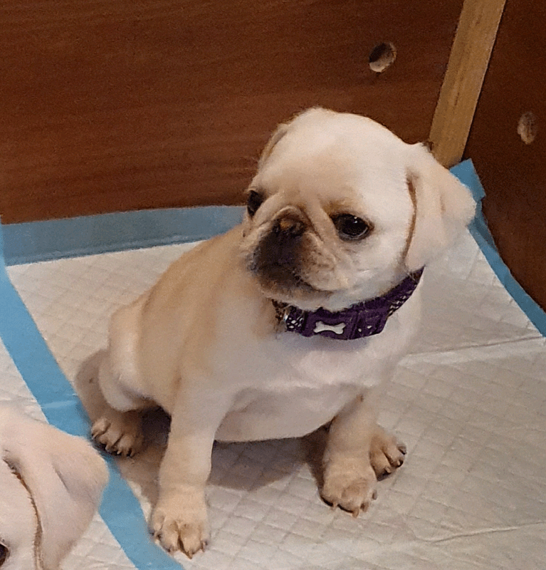 Kc registered pug puppies pure white in Doncaster, South Yorkshire