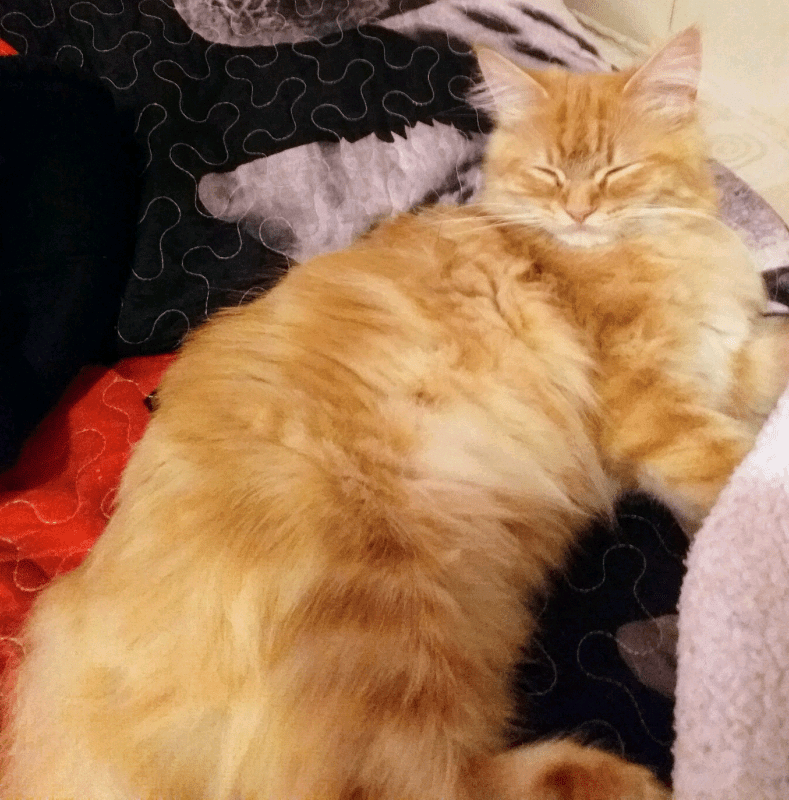 Long Hair Ginger Cats Cat Meme Stock Pictures and Photos